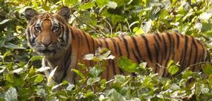 Dudhwa Tiger Reserve